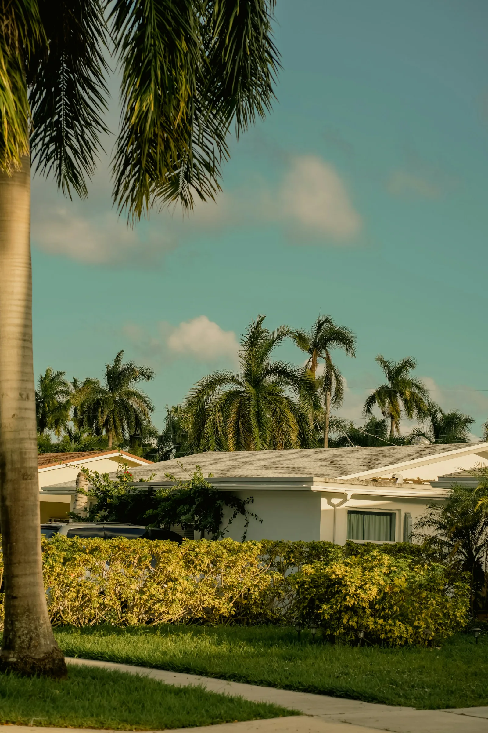 A single-story Florida home surrounded by palms and tropical landscaping in Hallandale Beach